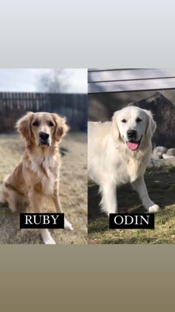 Ruby + Odin