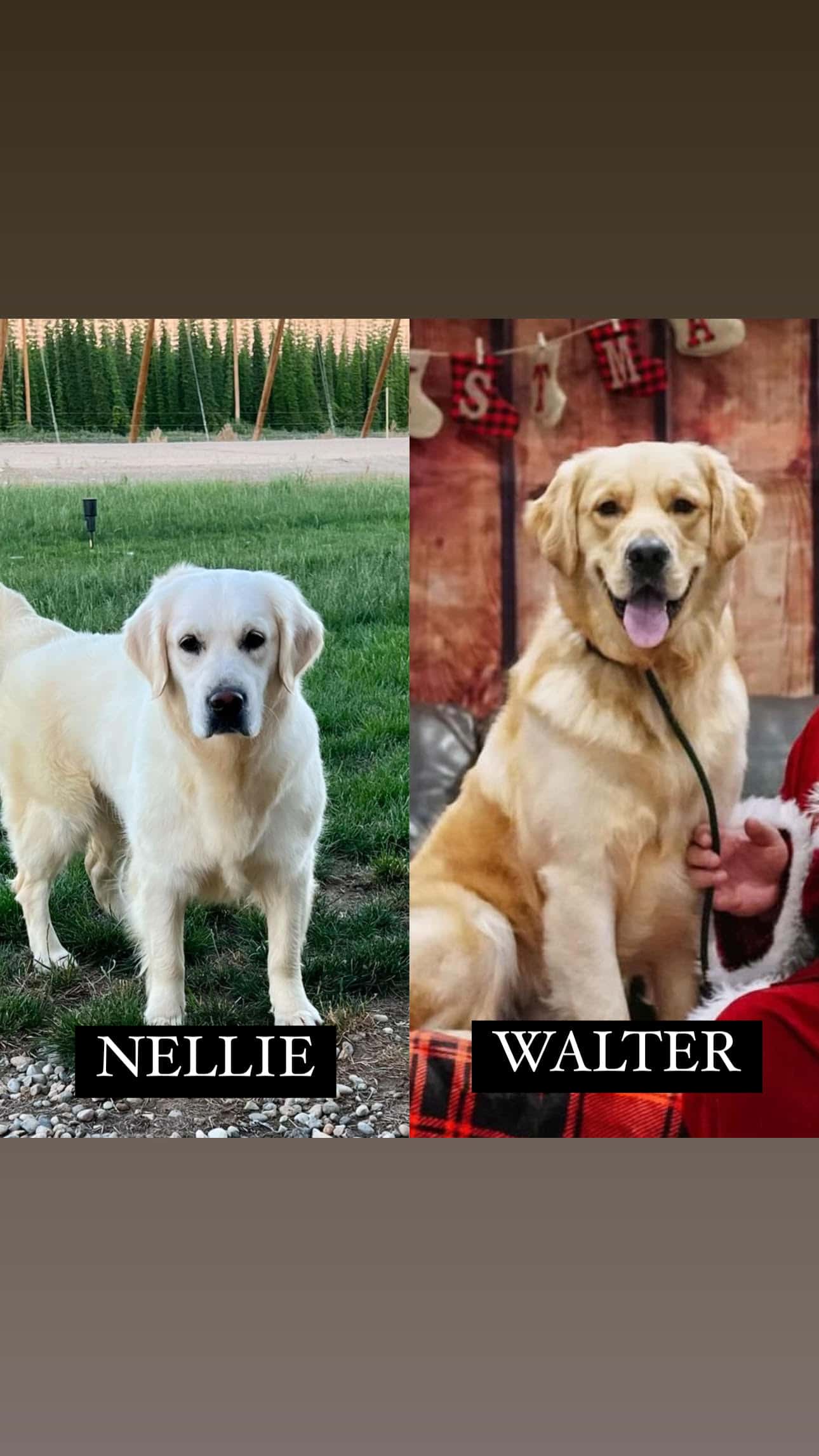 Nellie + Walter