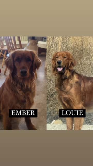 Ember + Louie