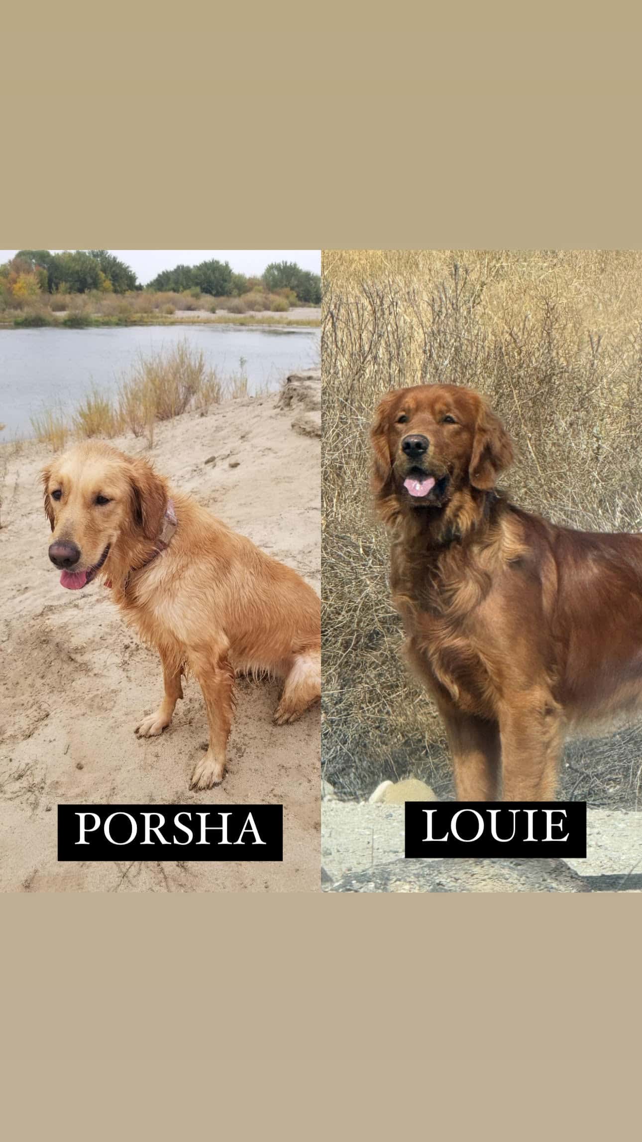 Porsha + Louie