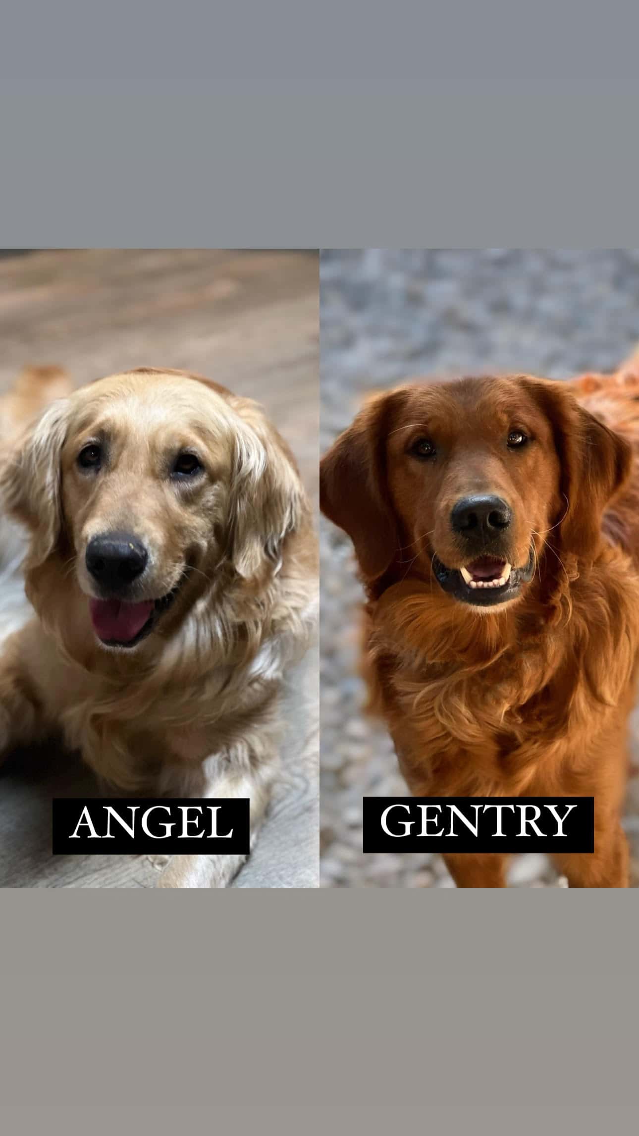 Angel + Gentry