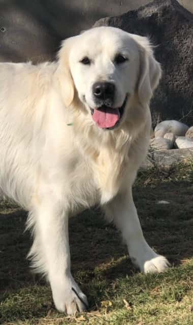 Odin