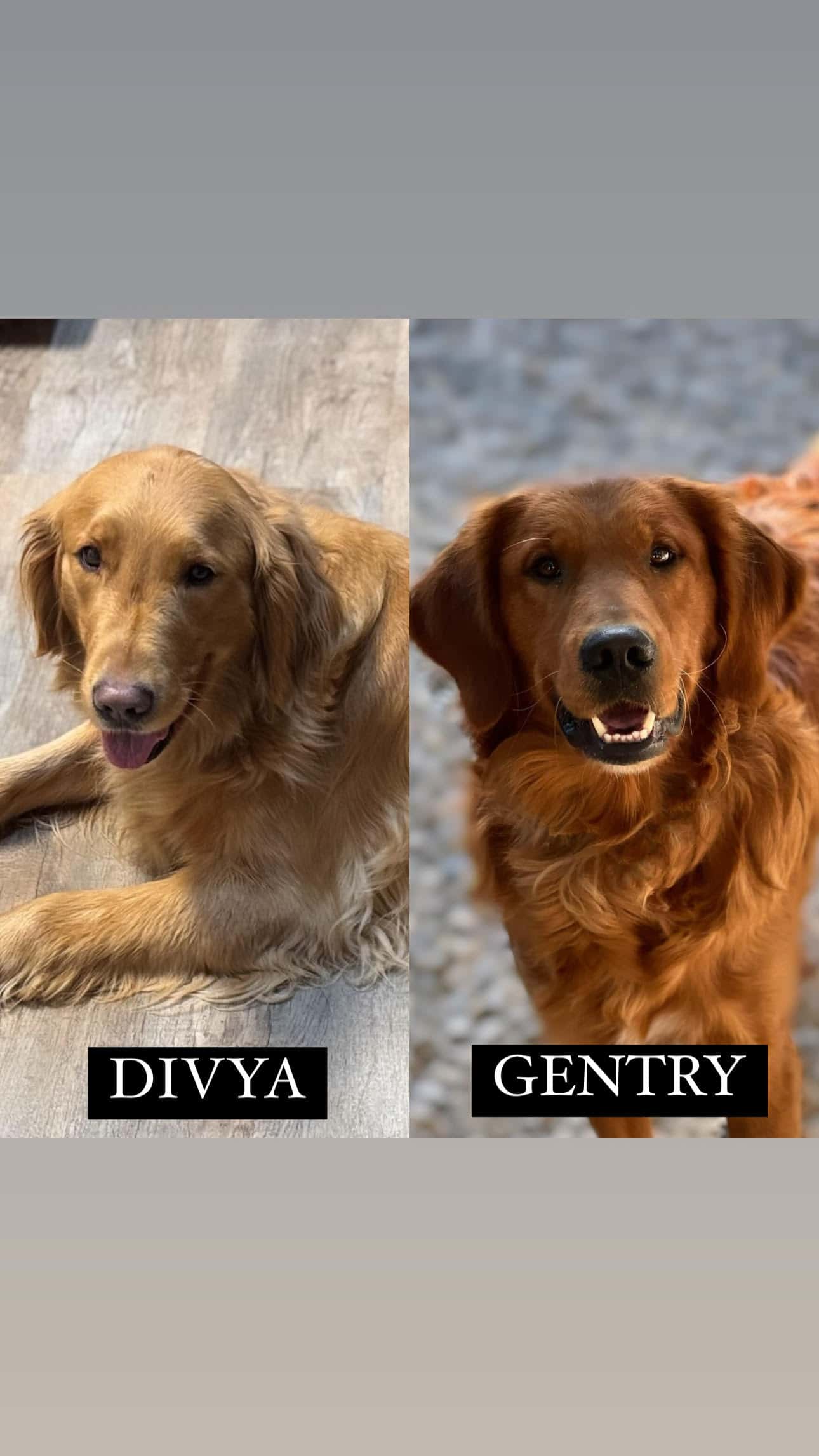 Divya + Gentry