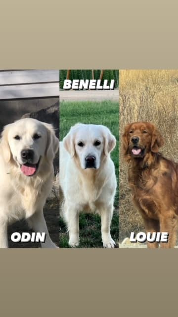 Benelli & Odin / Louie - Kuna, ID