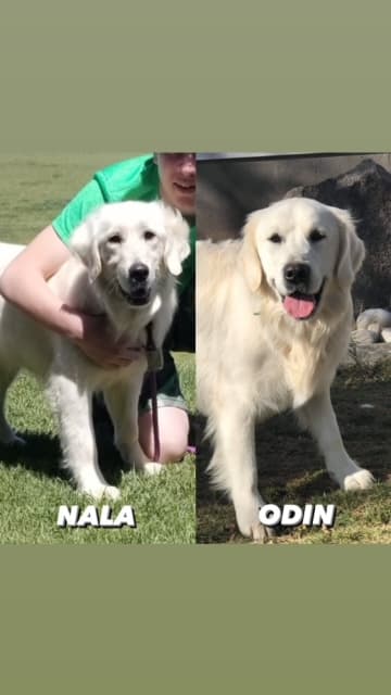 Nala & Odin - Dietrich, ID