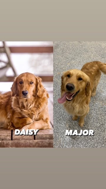 Daisy & Major - Cascade, ID
