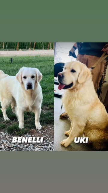 Benelli + Uki