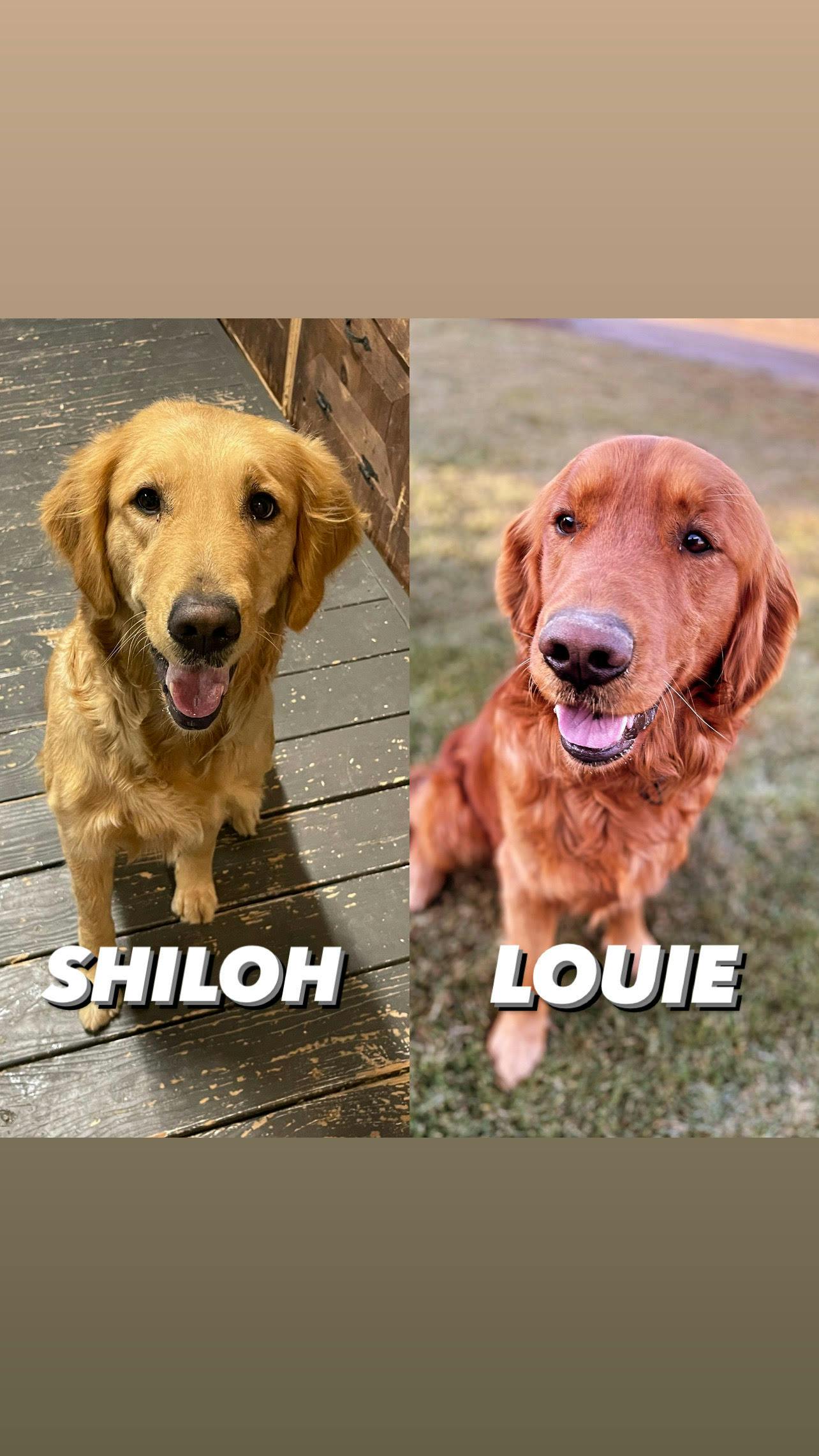 Shiloh & Louie - Kuna, ID