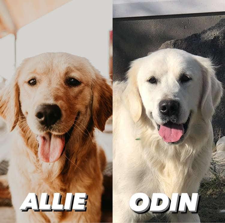 Allie & Odin - Cascade, ID