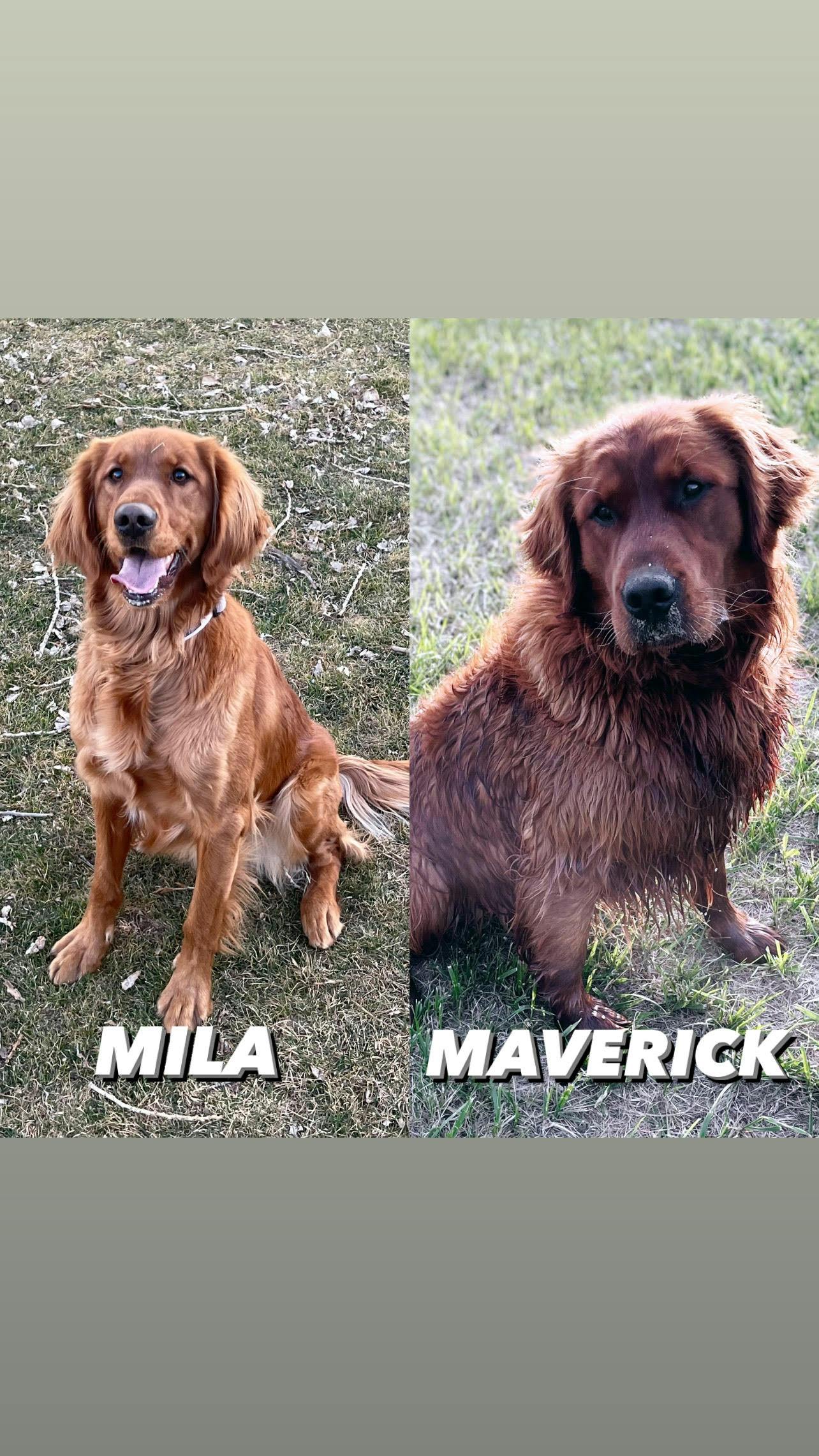 Mila & Maverick - Kuna, ID
