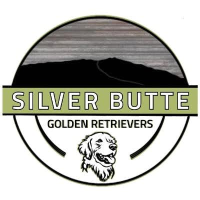 Silver Butte Golden Retrievers