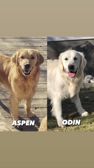 Aspen + Odin