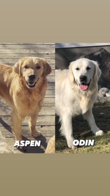Odin & Aspen - Kuna, ID