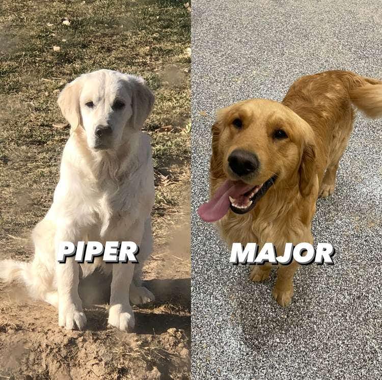 Piper and Major July 2023