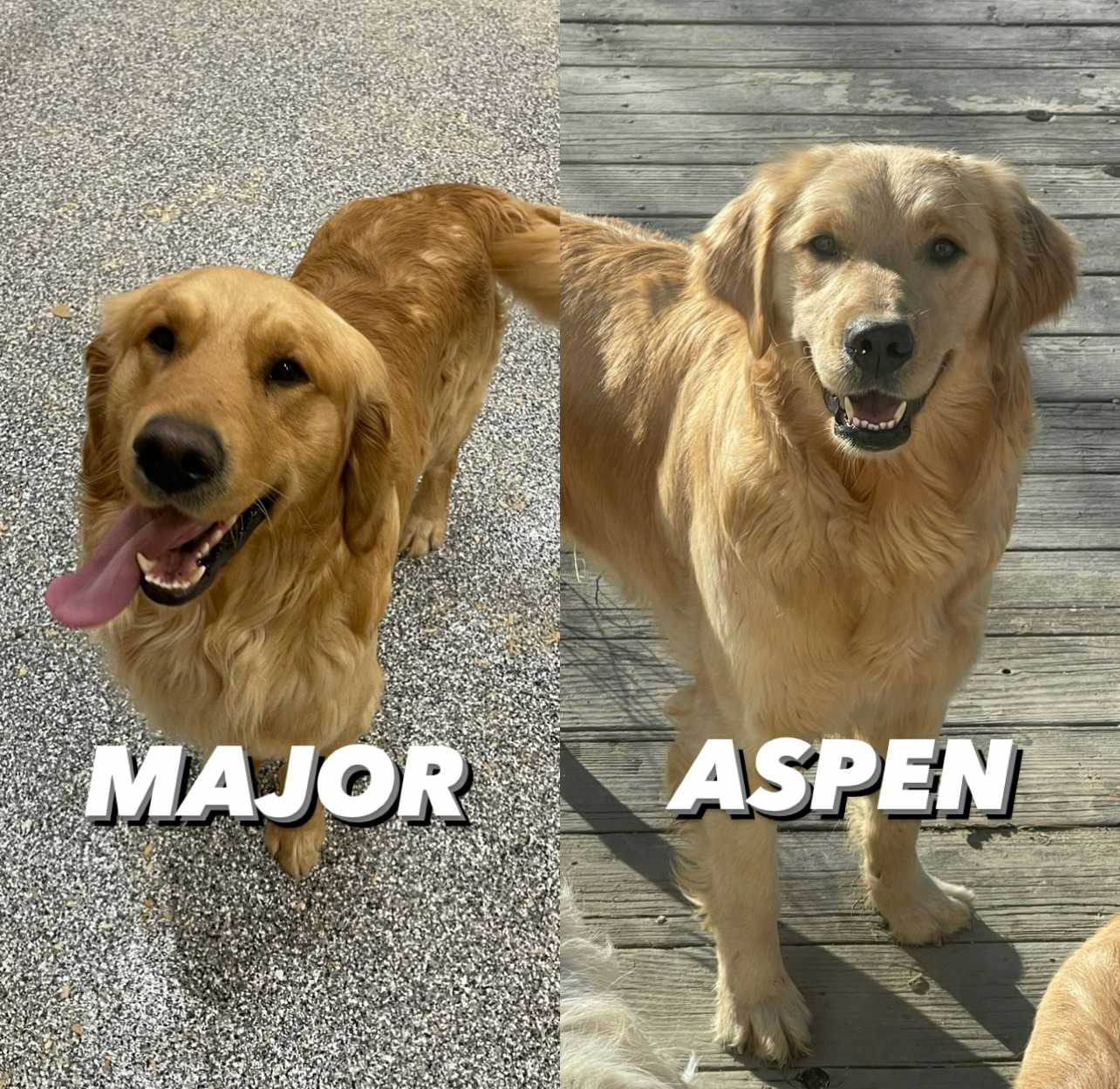 Major & Aspen - Kuna ID