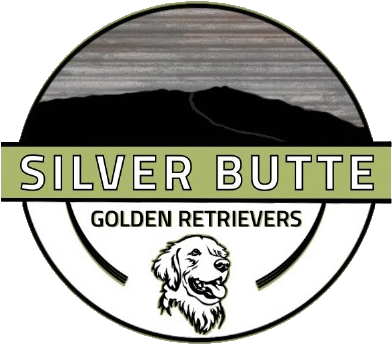 Silver Butte Golden Retrievers | "My Site"